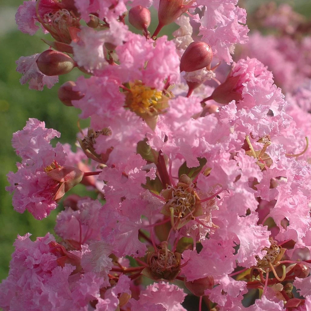 Lagerstroemia indica Rose Thé en fleur