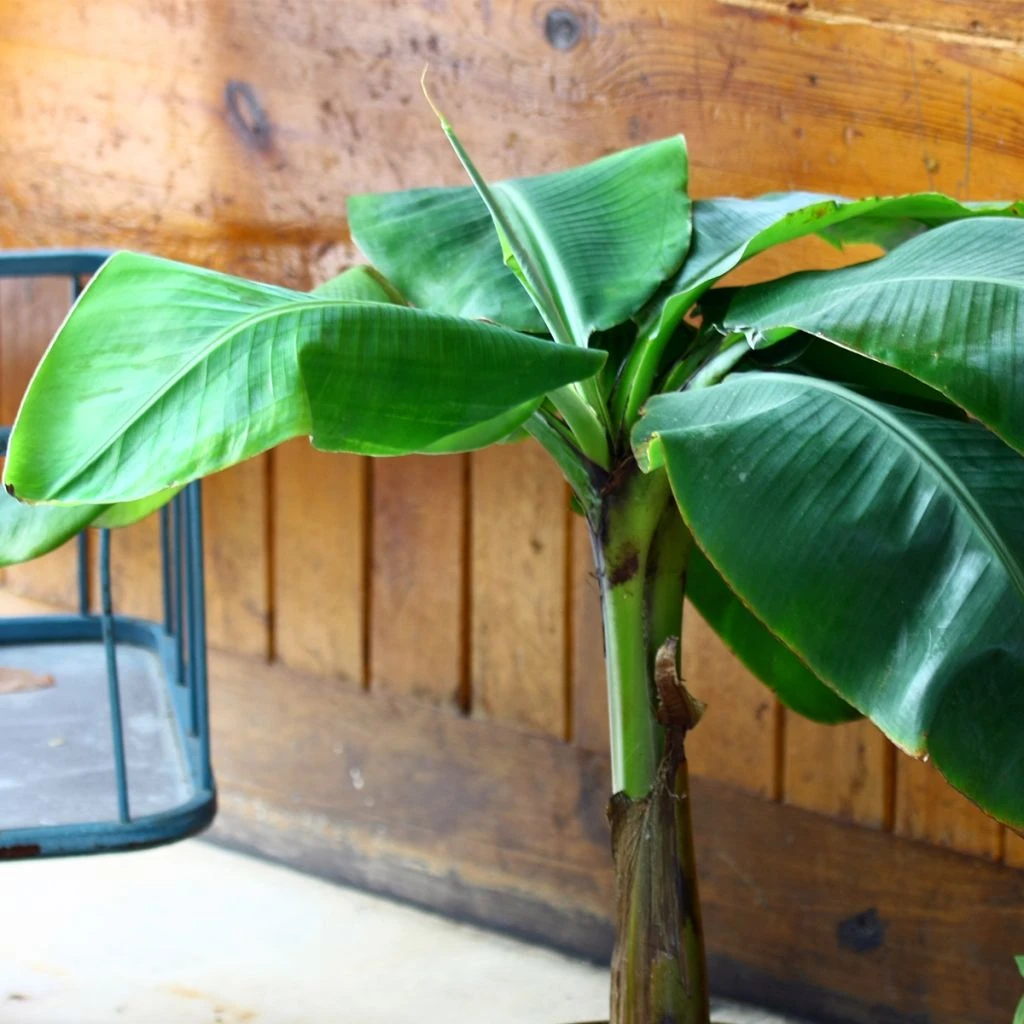 Musa Basjoo Tchetchenia en pleine terre